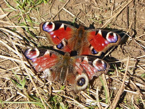 Peacock (Inachis io) ×2 by anemoneprojectors (through the backlog)