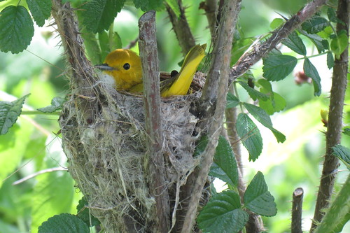 Paruline jaune - Yellow Warbler  4 Juin 2013 067 by Diane G....