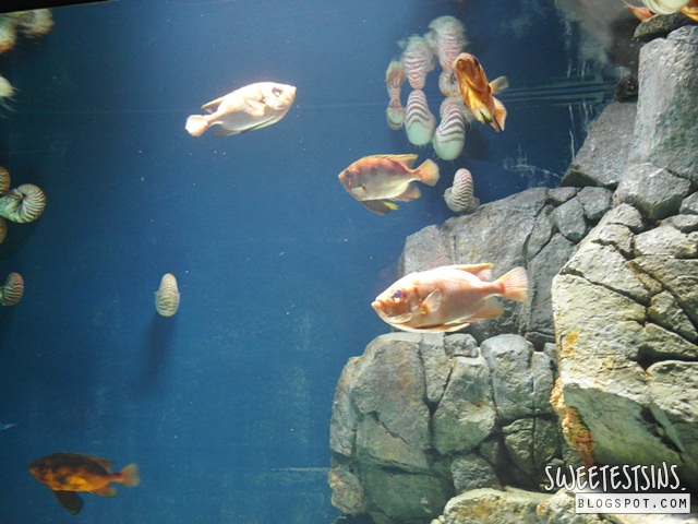 sea aquarium marine life park resort world sentosa singapore (41)