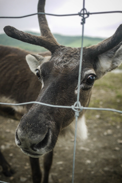 Reindeer farm near Horonobe, Hokkaido, Japan