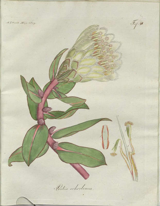 Protea ochroleuca (hand-coloured botanical engraving courtesy kulturerbe niedersachsen)