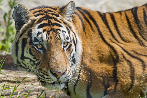 Amur tiger portrait... by Tambako the Jaguar