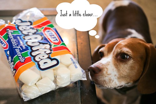 Sneaky Beagle Thief