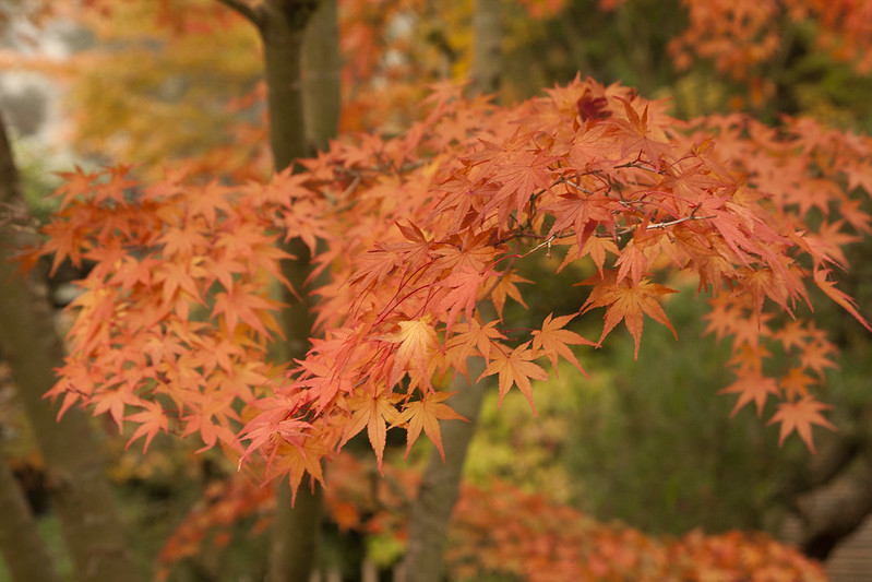closeup of maple foliage