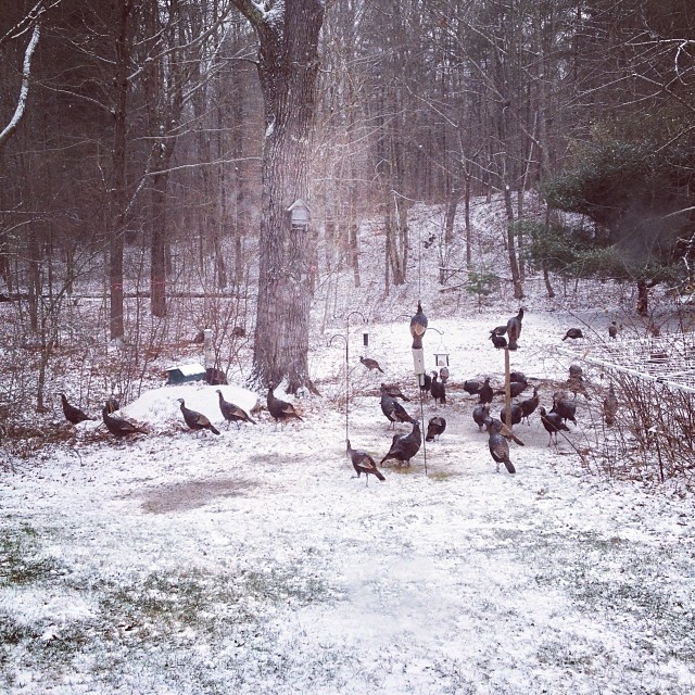 Turkeygram: part III - there are about 30 in this photo and about 50 total, scattered through the trees and down by the brook. They've brought friends. #wildlife #farmlife #maine #snow