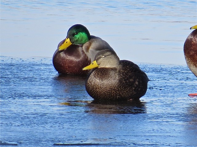 American Black Duck and Mallard at the Kenneth L. Schroeder Wildlife Sanctuary in McLean County, IL 02