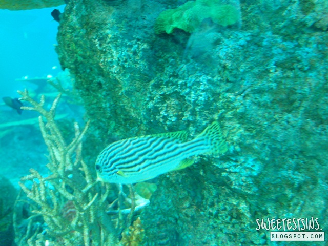 sea aquarium marine life park resort world sentosa singapore (15)