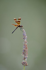 Halloween Pennant-47578.jpg by Mully410 * Images