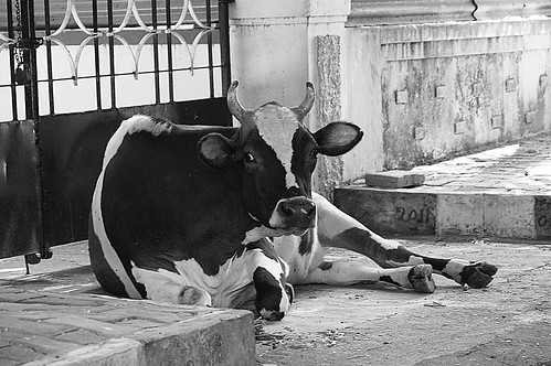Cow: Portrait in Black and White