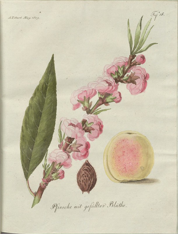Pfirsche mit gefüllter Blüthe (hand-coloured botanical engraving courtesy kulturerbe niedersachsen)