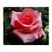 #Pink #Rose With #Dew #Throw #Blanket