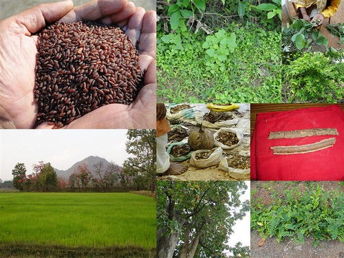 Validated and Potential Medicinal Rice Formulations for Diabetes Type 2 and Prostate Cancer Complications (TH Group-192) from Pankaj Oudhia’s Medicinal Plant Database by Pankaj Oudhia