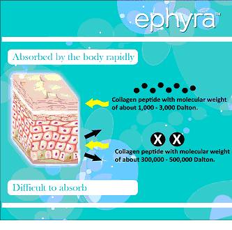 absorption of ephyra