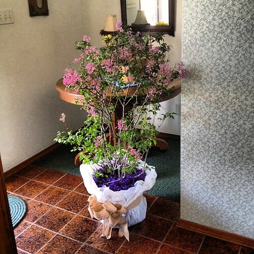 My sweetheart sent me a lilac bush! #love #springtime