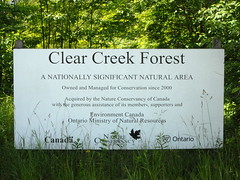 Clear Creek Forest