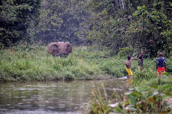 Pigmeos y Gorilas, un paseo por la selva centroafricana - Blogs de Centro Africa R. - 9.- Dzanga Bai (1)