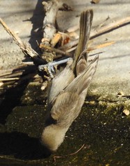 Penduline-Tits, and Long-tailed Tits