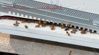 apicoltura vietti 1