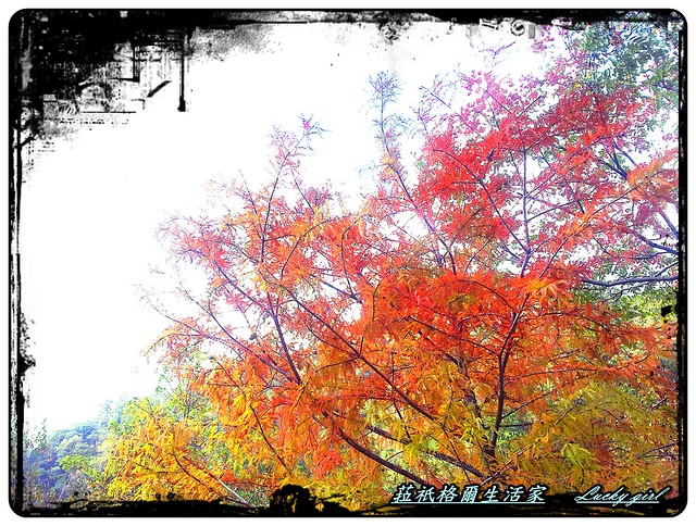 【南投 奧萬大】楓紅落羽松，染一季秋意濃