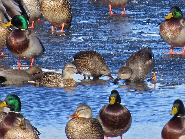 Gadwall and Mallard at the Kenneth L. Schroeder Wildlife Sanctuary in McLean County, IL 03