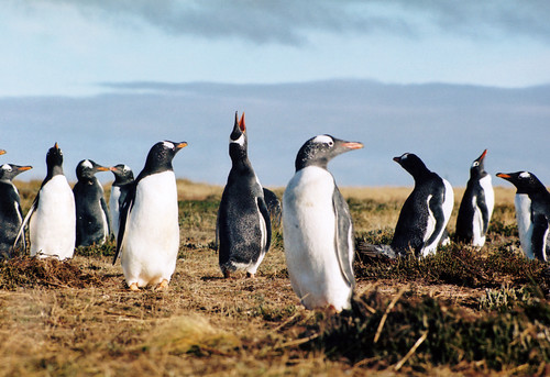 Penguins in the wild. Falkland Islands by Rainbow 1984