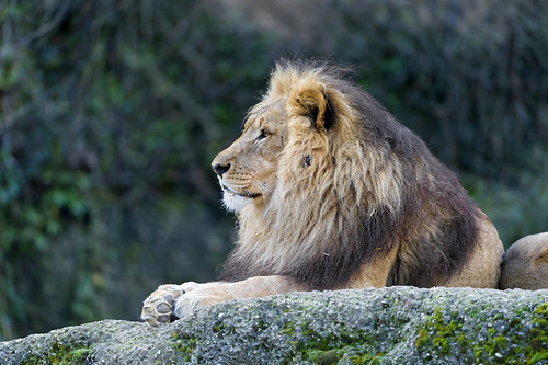 Profile of the male lion by Tambako the Jaguar