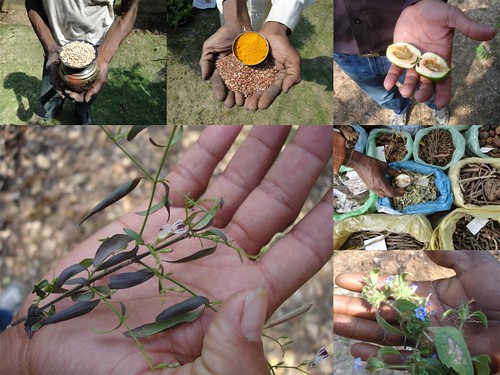 Medicinal Rice Formulations from Pankaj Oudhia’s Medicinal Plant Database by Pankaj Oudhia