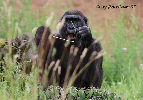 Gorilla Shira by Rob Cam 67