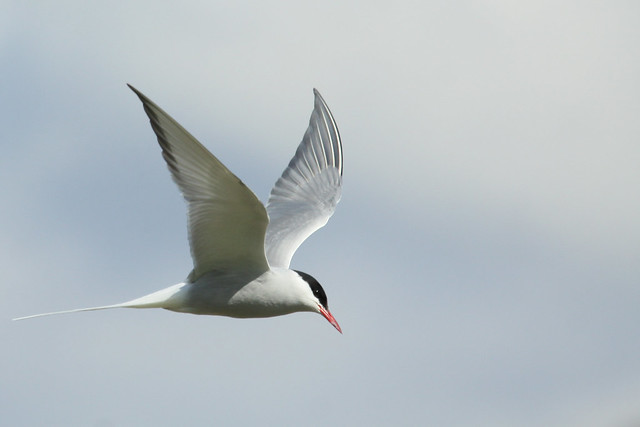 Arctic Tern- Heading Skyward