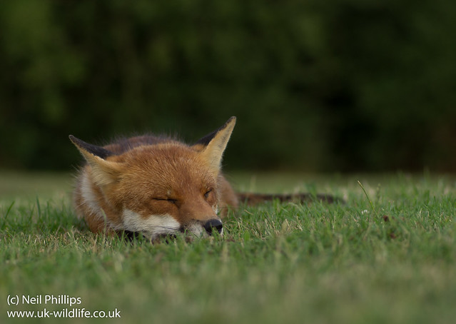 sleepy fox-2
