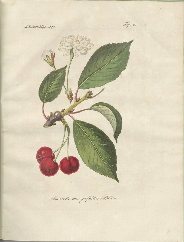 Amarelle mit gefüllter Blüte (hand-coloured botanical engraving courtesy kulturerbe niedersachsen)