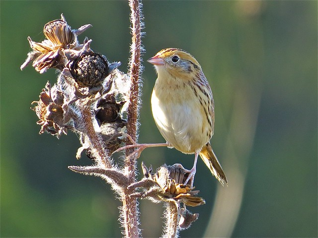 Le Conte's Sparrow at Sugar Grove Nature Center in Funks Grove, IL 05