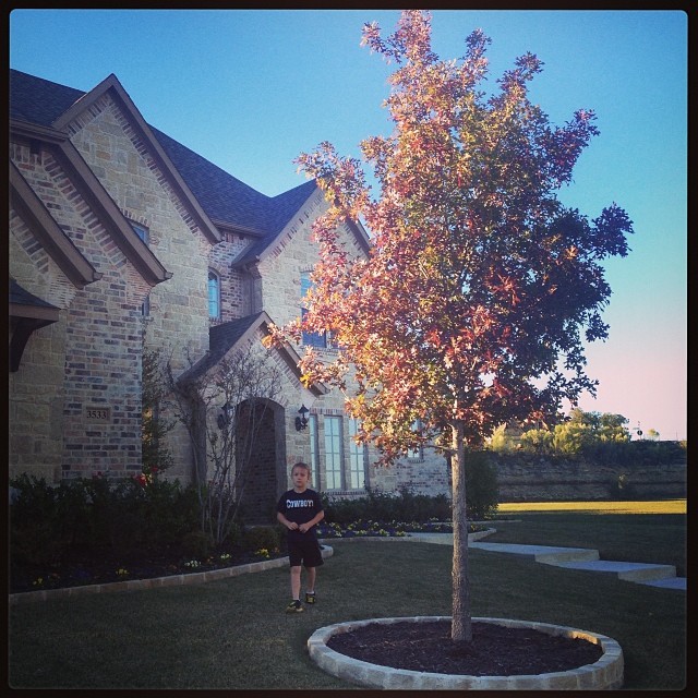 Why, yes those are fall leaves. Even here in Texas.