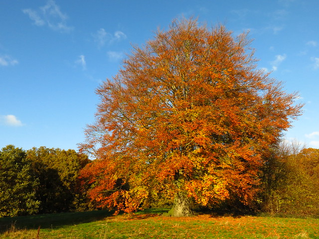 Beech Tree on Lower Cohen's Field