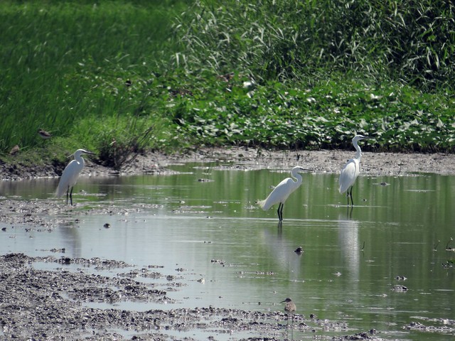 Six birds of Candaba Swamp.  Photographed by Bernard Eirrol Tugade