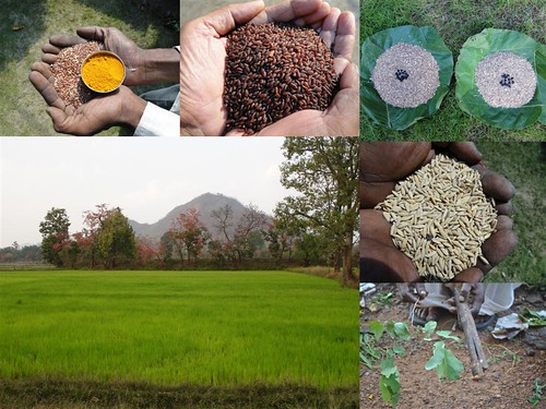 Validated and Potential Medicinal Rice Formulations for Hypertension (High Blood Pressure) with Diabetes mellitus Type 2 Complications (TH Group-286) from Pankaj Oudhia’s Medicinal Plant Database by Pankaj Oudhia