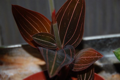 jewel orchid leaves