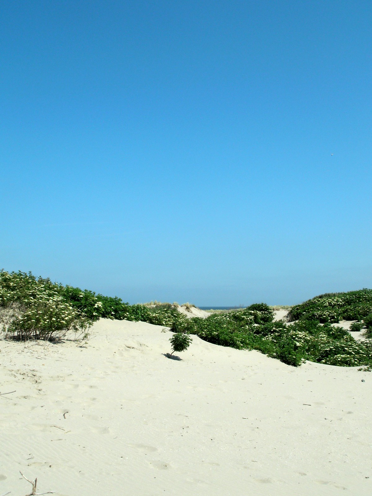 A view of the green vegetation and pale yellow sand at Hoek van Holland.