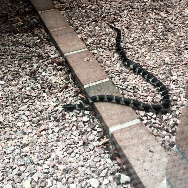 Snakes love my yard!Anyone know what kind this is?