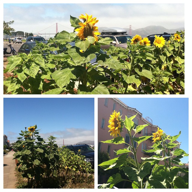 Sunflowers in San Francisco
