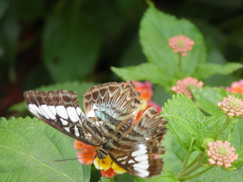 Butterfly nectar