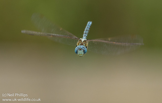 Southern migrant hawker Aeshna affinis-9