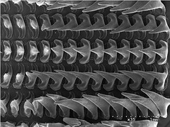 掃描式電子顯微鏡下軟絲仔的齒舌照片。圖片拍照：李坤瑄
