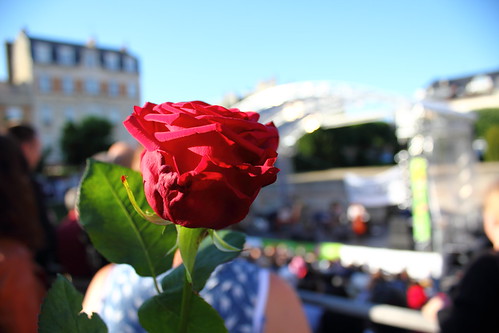 Rose in a Summer Concert