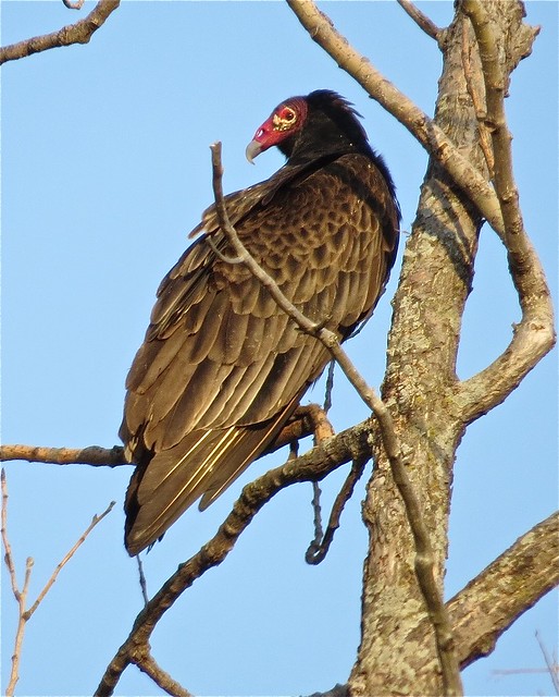 Turkey Vulture at Evergreen Lake in McLean County, IL