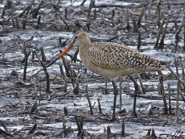 Marbled Godwit in McLean County, IL 06