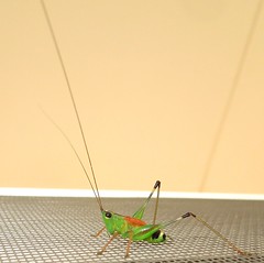 Katydid (bush-cricket) nymph (D) (x2)