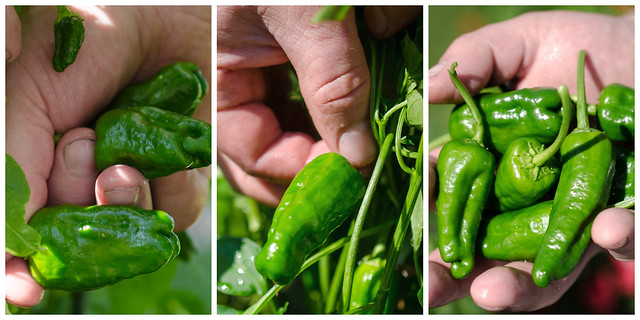 Picking Padron Peppers