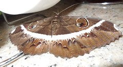 Erebus moth (A) (x3)