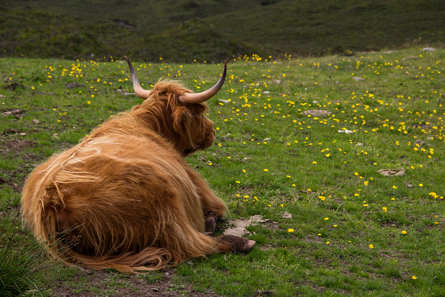 The Elegant Hairy Cow - Isle of Skye